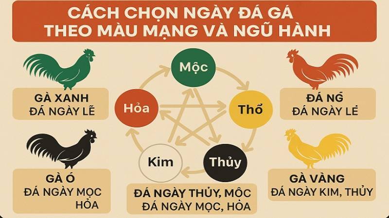Lưu ý quan trọng khi xem ngày đá gà chuẩn 100