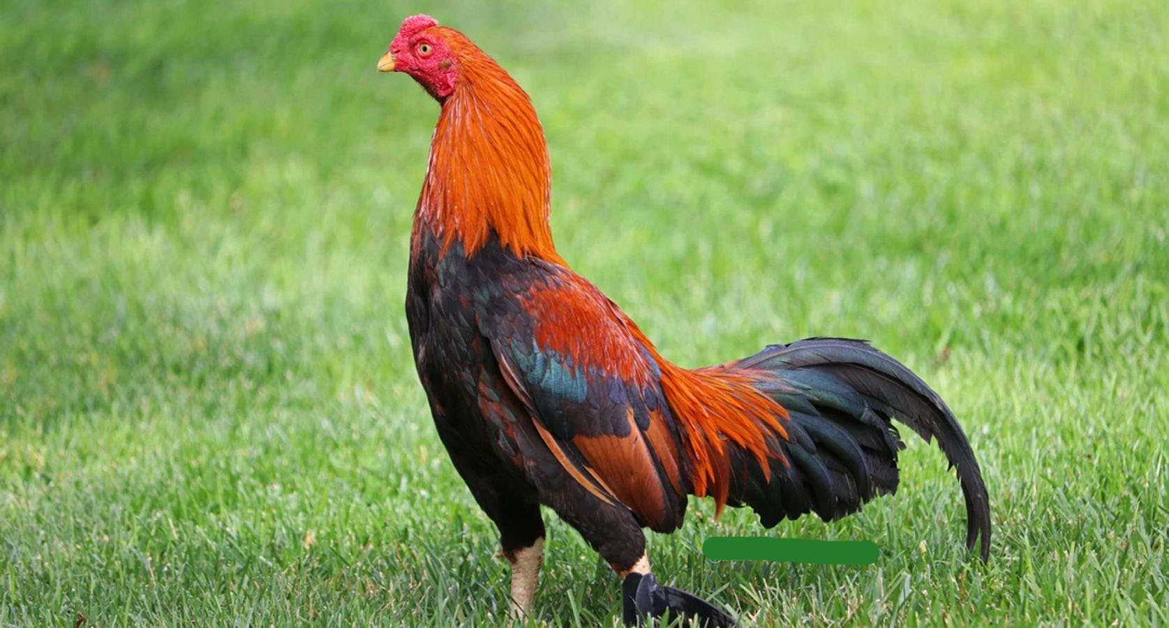 Tiết lộ cách nuôi gà đá cựa sắt​ đánh đâu thắng đó từ A tới Z