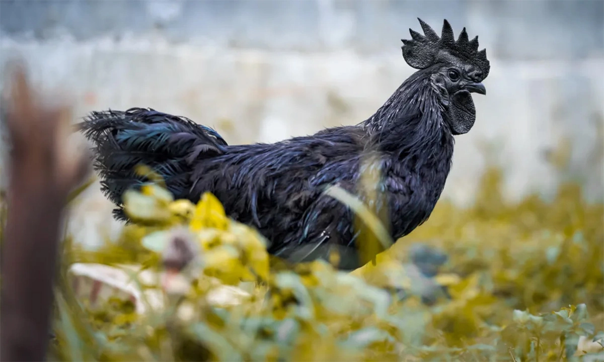 Hôm nay đá gà màu nào mạnh? Cách xem màu mạng gà đá chuẩn cho sư kê