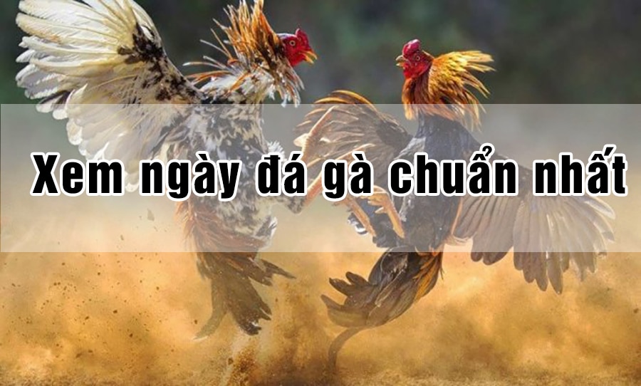 Xem ngày đá gà chuẩn 100